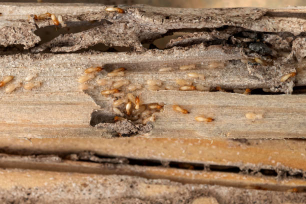 Best Best Pest Control Companies  in Newton, KS